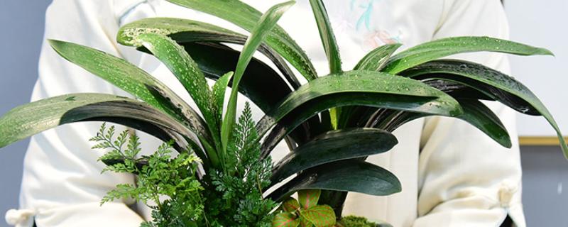 君子兰怎么养，适合生长在射光充足的环境中