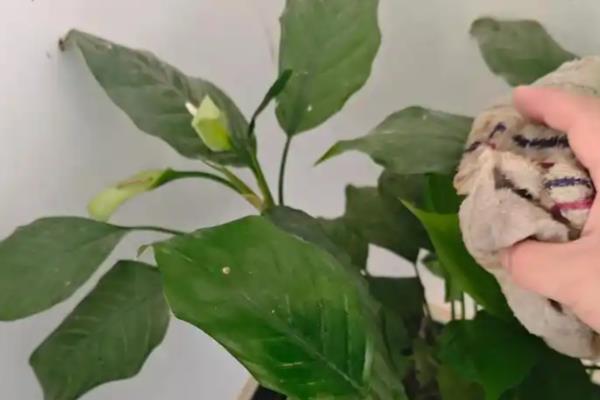 怎么清除花上的腻虫，可擦拭清洗