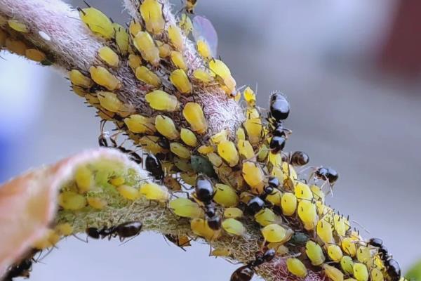 怎么清除花上的腻虫，可擦拭清洗