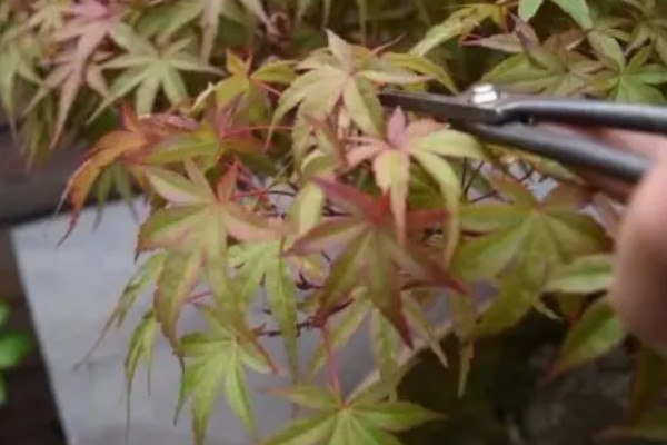 美国红枫如何修剪,春夏冬三季修剪