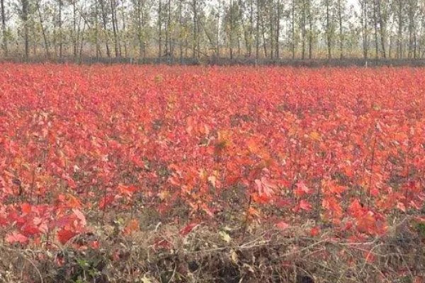 美国红枫如何修剪,春夏冬三季修剪