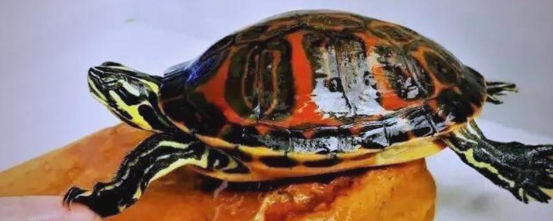 火焰龟能不能用深水养，在深水中可能会溺死