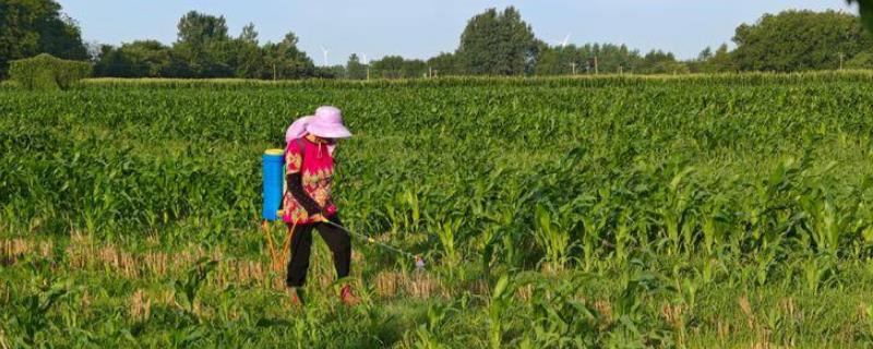 玉米常见病害怎么防治，发生大斑病可喷施异菌脲等药物