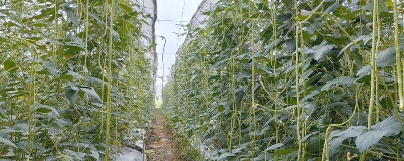 豆角掉花掉果怎么处理，尽量选择品质较好的品种