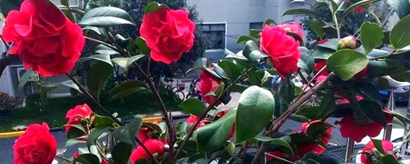 克瑞墨大牡丹茶花是否耐寒，在-10℃的环境下能短暂生存