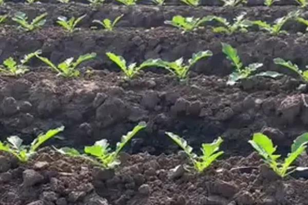 萝卜的种植方法，幼苗第一片真叶展开时要间苗
