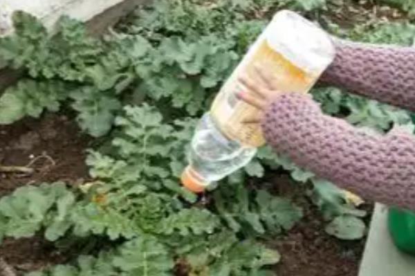 萝卜的种植方法，幼苗第一片真叶展开时要间苗
