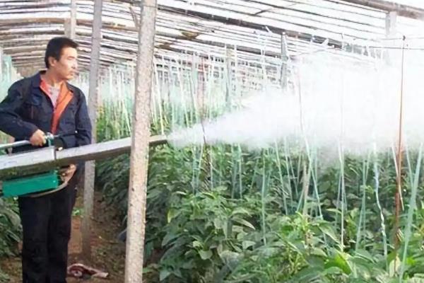 萝卜的种植方法，幼苗第一片真叶展开时要间苗