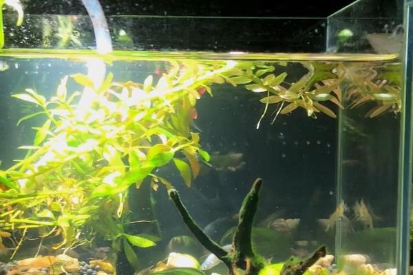 鱼缸起泡沫的原因，过量喂食、杂质过多等因素都会引起