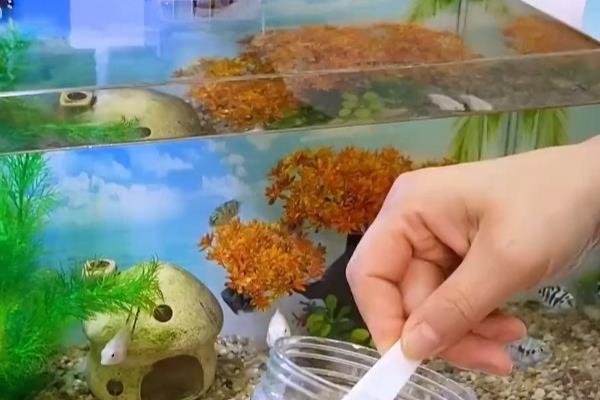 鱼缸起泡沫的原因，过量喂食、杂质过多等因素都会引起