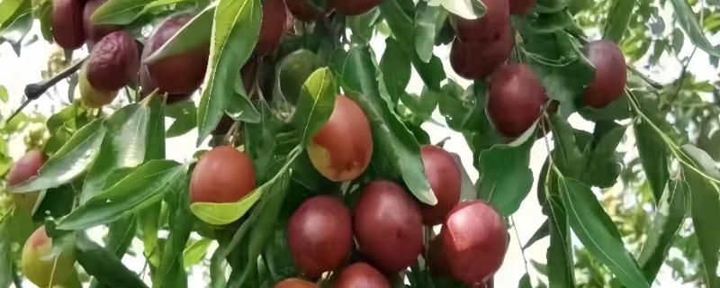 河北省青县的特产，青县冬菜远销海外