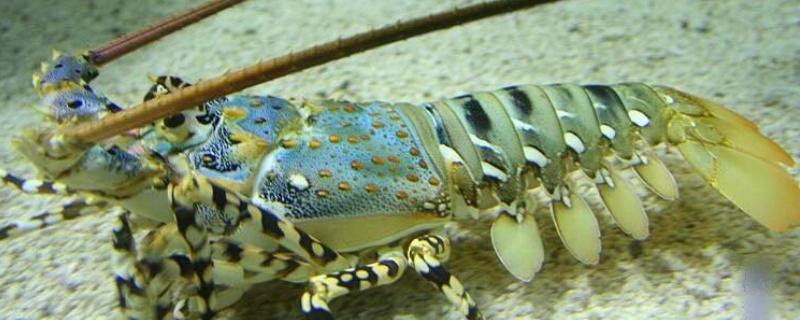 龙虾的英文名称，有Palinuridae、Lobster等