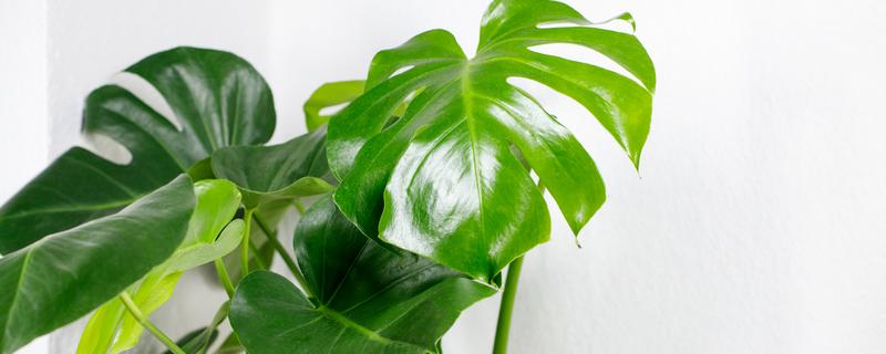 龟背竹的风水寓意，代表延年益寿、转运纳福、旺财发财