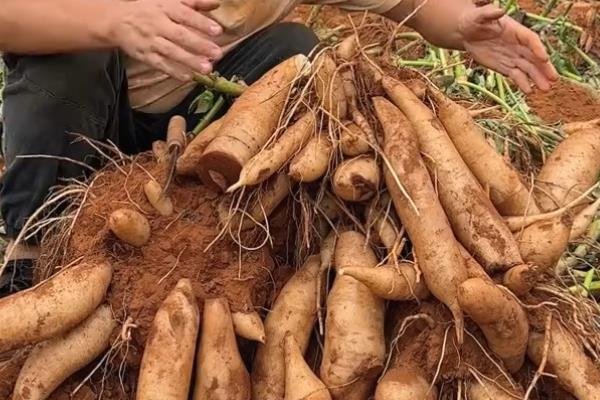 雪莲果适合在什么地方种植,适合种植海拔100米左右的地区