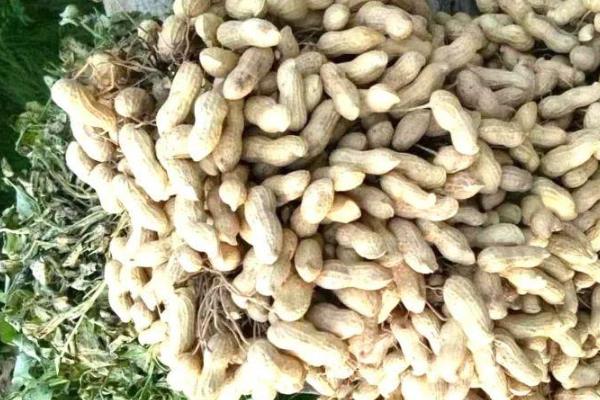 夏播花生选什么品种，远杂9102、豫花15号等品种都很合适