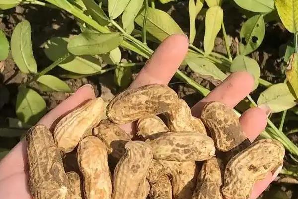 夏播花生选什么品种，远杂9102、豫花15号等品种都很合适