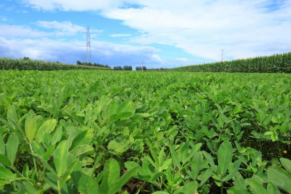 夏播花生选什么品种，远杂9102、豫花15号等品种都很合适