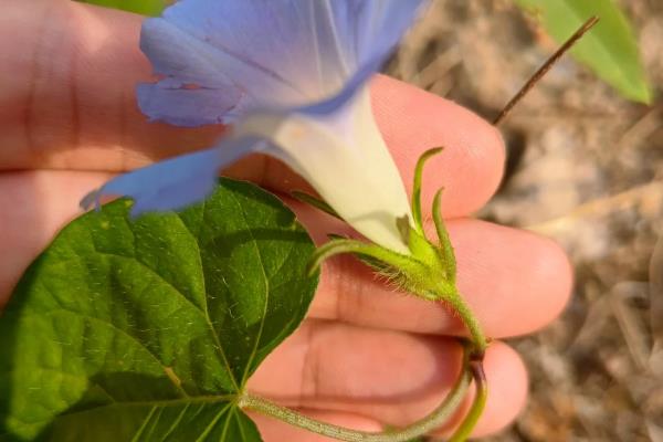 牵牛花的外观，花冠呈漏斗状