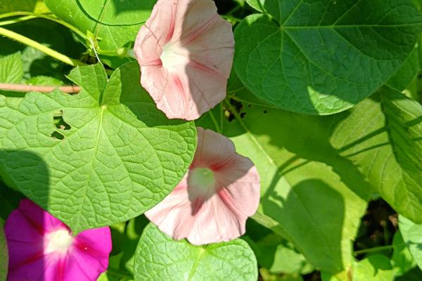 牵牛花的外观，花冠呈漏斗状