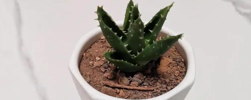 盆栽芦荟如何栽培，喜欢排水性好的松软沙壤土