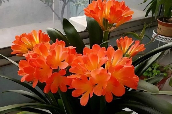 君子兰怎么养，适合生长在射光充足的环境中