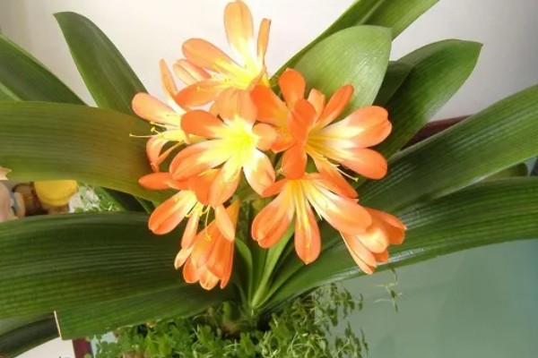 君子兰怎么养，适合生长在射光充足的环境中