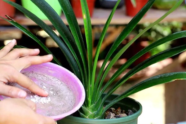 君子兰怎么养，适合生长在射光充足的环境中