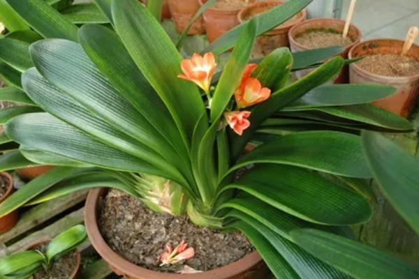 君子兰怎么养，适合生长在射光充足的环境中