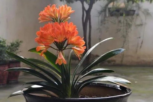 君子兰怎么养，适合生长在射光充足的环境中