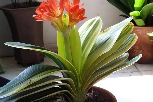 君子兰怎么养，适合生长在射光充足的环境中