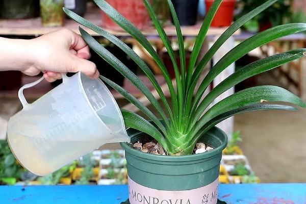 君子兰怎么养，适合生长在射光充足的环境中