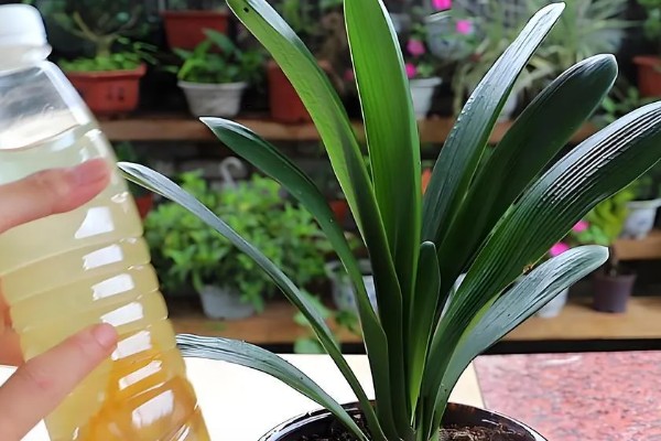 君子兰怎么养，适合生长在射光充足的环境中