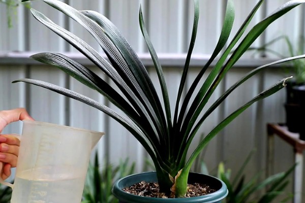 君子兰怎么养，适合生长在射光充足的环境中