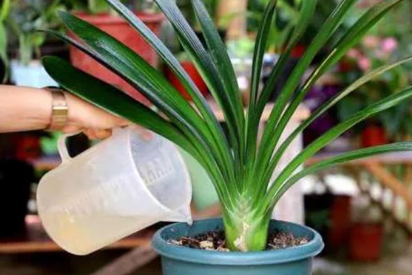 君子兰怎么养，适合生长在射光充足的环境中