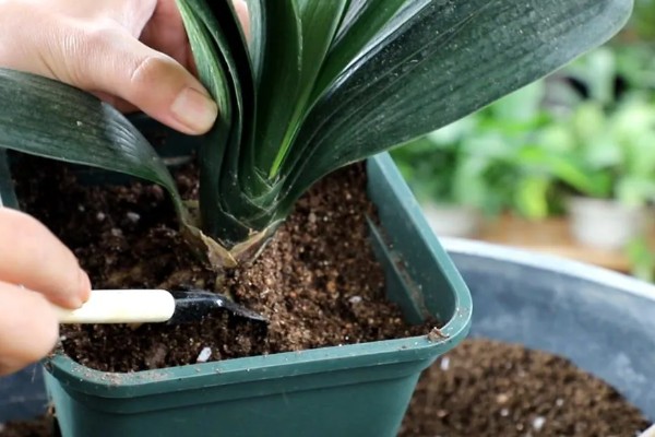 君子兰怎么养，适合生长在射光充足的环境中