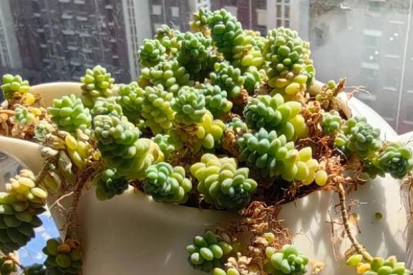 旋叶姬星美人的养殖方法，每隔一个月浇一次水