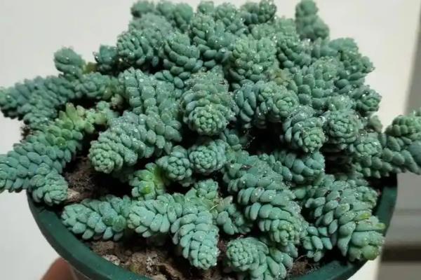 旋叶姬星美人的养殖方法，每隔一个月浇一次水