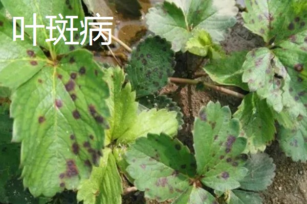 草莓容易发生哪些病害，常见叶斑病、白粉病等类型