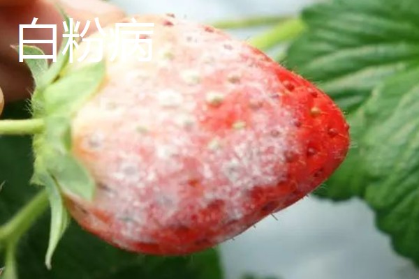 草莓容易发生哪些病害，常见叶斑病、白粉病等类型