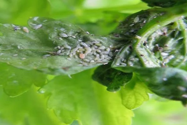 草莓容易发生哪些病害，常见叶斑病、白粉病等类型