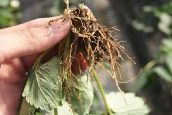 草莓容易发生哪些病害，常见叶斑病、白粉病等类型