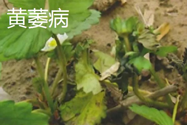 草莓容易发生哪些病害，常见叶斑病、白粉病等类型
