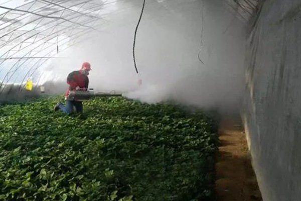 草莓容易发生哪些病害，常见叶斑病、白粉病等类型