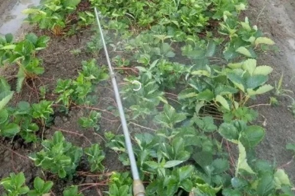 草莓容易发生哪些病害，常见叶斑病、白粉病等类型