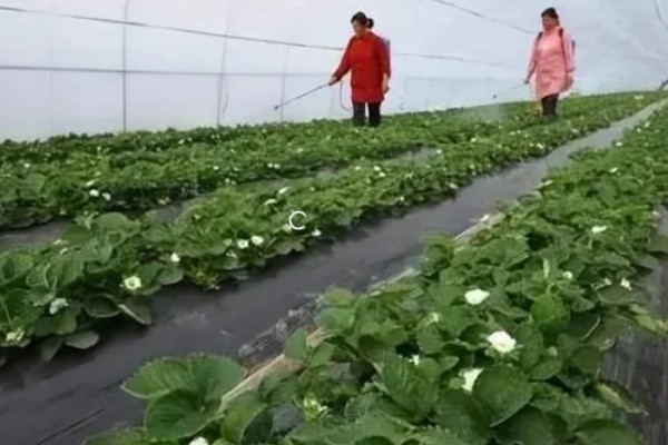 草莓容易发生哪些病害，常见叶斑病、白粉病等类型