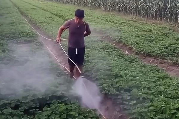 草莓容易发生哪些病害，常见叶斑病、白粉病等类型