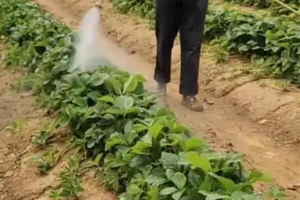 草莓容易发生哪些病害，常见叶斑病、白粉病等类型