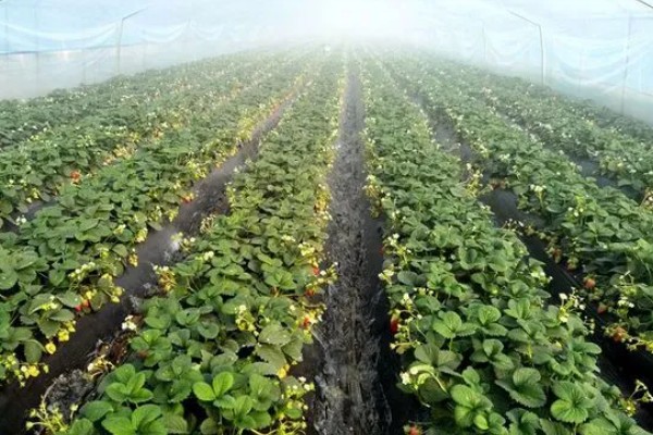 草莓容易发生哪些病害，常见叶斑病、白粉病等类型