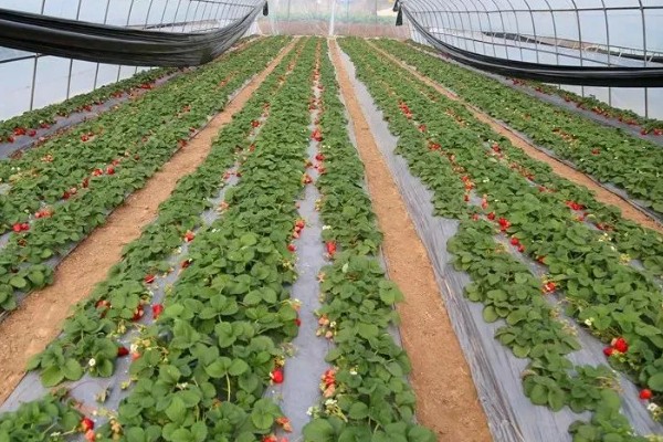 草莓容易发生哪些病害，常见叶斑病、白粉病等类型