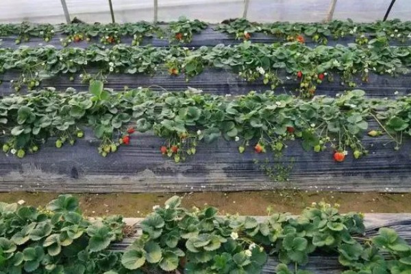 草莓容易发生哪些病害，常见叶斑病、白粉病等类型